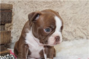 Chakra - Boston Terrier for sale