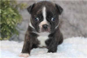 Hunter - puppy for sale