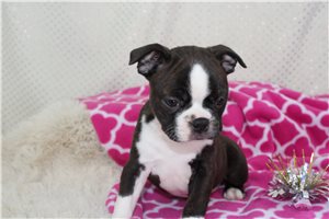 Penelope - Boston Terrier for sale