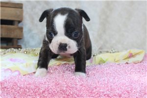 Hailey - puppy for sale