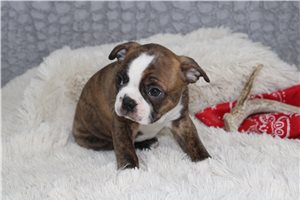 Parker - Boston Terrier for sale