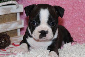 Wrigley - puppy for sale
