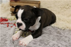 Reef - Boston Terrier for sale