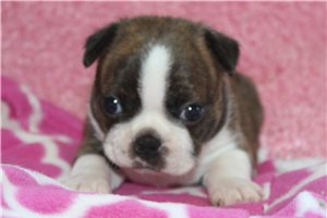 Harley - Boston Terrier for sale