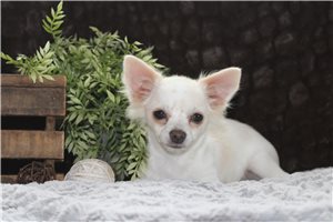 Denzel - Chihuahua for sale