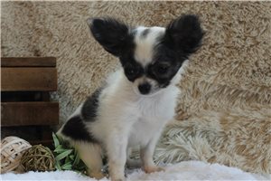 Finley - Chihuahua for sale
