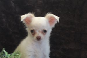 Fudge - Chihuahua for sale
