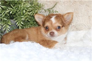 Gabe - Chihuahua for sale