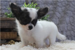 Finley - Chihuahua for sale