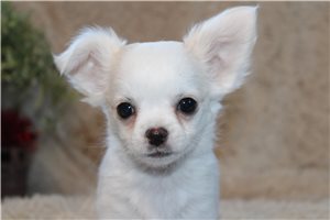 Abigail - Chihuahua for sale