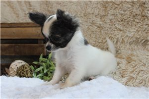 Finley - Chihuahua for sale