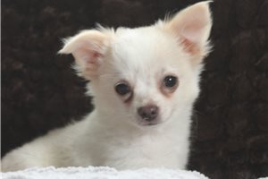 Denzel - Chihuahua for sale