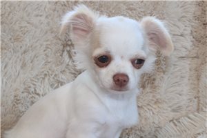 Edward - Chihuahua for sale