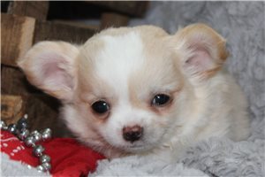 Gabriel - puppy for sale