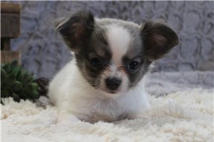 Faith - puppy for sale