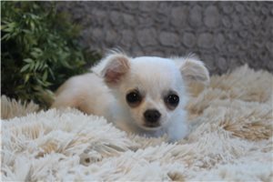 Tanner - Chihuahua for sale