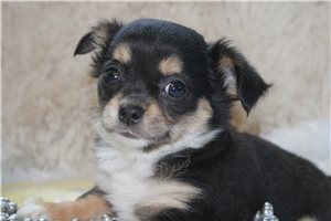 Darya - puppy for sale