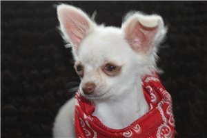 Fudge - Chihuahua for sale