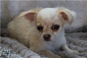 Blank - Chihuahua for sale