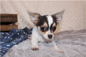Cooper - Chihuahua for sale
