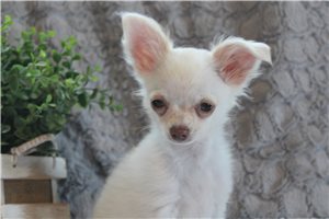 Fudge - Chihuahua for sale