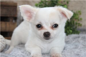 Deeks - Chihuahua for sale