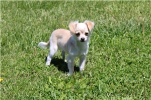 Blank - Chihuahua for sale