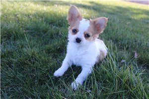 Patrick - Chihuahua for sale