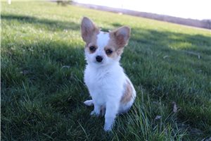 Patrick - Chihuahua for sale