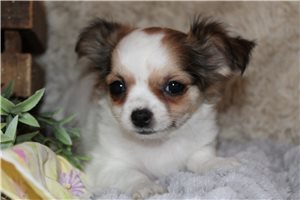 Camila - puppy for sale