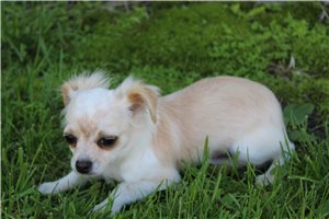 Blank - Chihuahua for sale