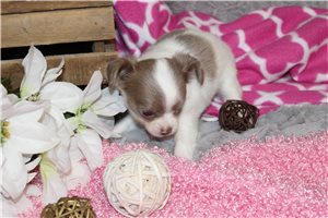 Emmie - puppy for sale