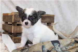 Finley - puppy for sale