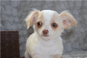Asher - Chihuahua for sale