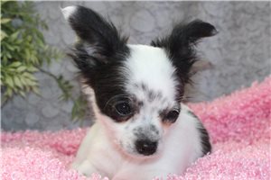 Adeline - Chihuahua for sale