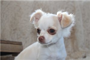 Edward - Chihuahua for sale
