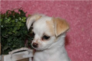 Alice - Chihuahua for sale