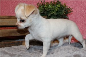 Alice - Chihuahua for sale