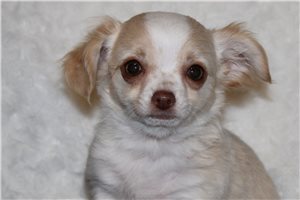 Asher - Chihuahua for sale