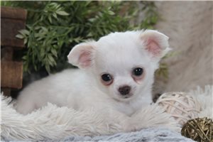 Tanner - Chihuahua for sale