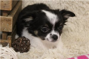 Darcy - Chihuahua for sale