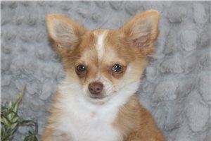 Gabe - Chihuahua for sale
