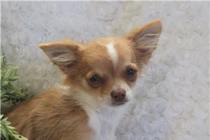 Gabe - Chihuahua for sale