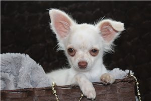 Fudge - Chihuahua for sale