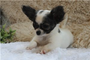 Finley, a Chihuahua puppy