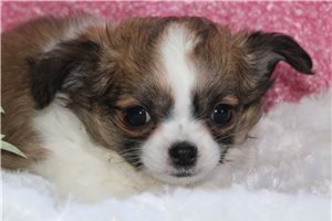 Gail - Chihuahua for sale