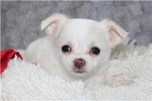 Deeks - Chihuahua for sale