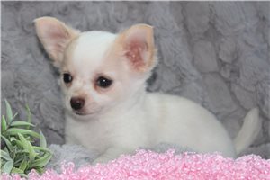 Calista - Chihuahua for sale