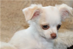 Edward - Chihuahua for sale