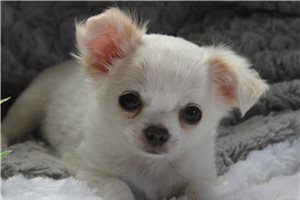 Tanner - Chihuahua for sale